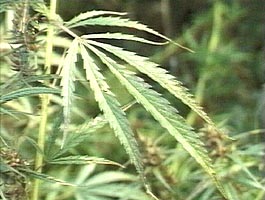 La Curtici s-a descoperit o plantatie ilegala de canabis