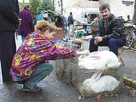 La Piata hoby, iubitorii de animale isi pot gasi animalul preferat