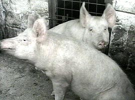 La Seitin a fost depistat si lichidat un focar de pesta porcina