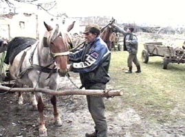 Localnicii din Semlac sunt nemultumiti ca vor trebui sa predea cai infectati cu anemie infectioasa