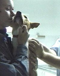 O noua clinica veterinara si-a deschis portile in Arad
