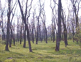 Padurea comunei Capalnas a fost retrocedata Regalui Mihai - Virtual Arad News (c)2006