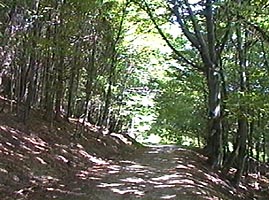 Padurile si drumurile forestiere din zona Dezna-Moneasa - prilej de scandal - Virtual Arad News (c)2006