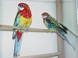Papagalii reprezinta pentru multe persoane un adevarat hoby
