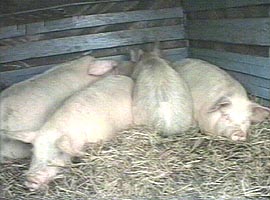 Si crescatorii de porci sunt afectati de gripa aviara