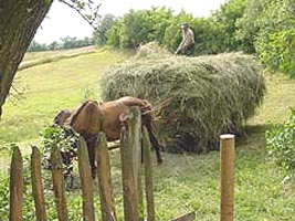 Taranii se ocupa tot mai putin de agricultura