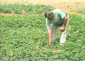 Cultivarea capsunilor poate deveni o afacere rentabila si in Romania