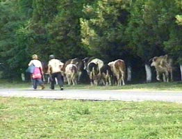 Curticeni prefera cresterea traditionala a animalelor