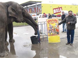 Doi elefanti au evadat de la Circul praghez