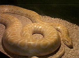 In colectie pot fi studiate si exemplare de serpi exotici