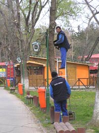 La Strandul Neptun - santier pentru toaletarea copacilor