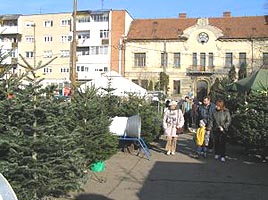 Pomi de Craciun straini au invadat pietele Aradului