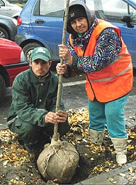 Primaria planteaza pomi pe centrul Aradului