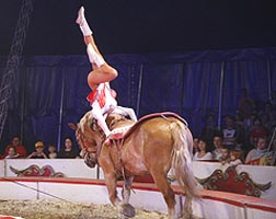 Spectacol de circ international la Arad