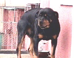 Un Rotweiller a atacat un copil