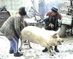 DSVSA aduce o serie de norme care trebuiesc respectate la sacrificarea porcilor