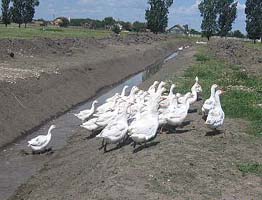 Peisaj linistitor departe de zgomotul orasului