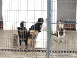 Se impune infiintarea Politiei Animalelor pentru gestionarea populatiei canine