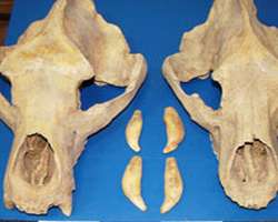 Un barbat a vrut sa scoata ilegal din tara cateva cranii de urs cu o vechime de aproximativ 15.000 de ani