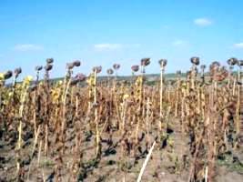 Aradul se află pe locul trei între judeţele afectate de secetă