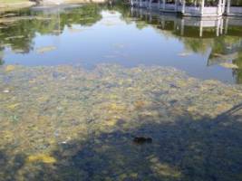 Lacul de la Pădurice este concesionat patronilor restaurantului Lake Grove