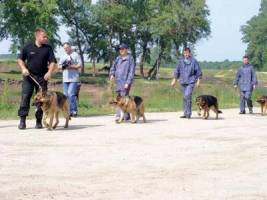 Oamenii legii apeleaza la ajutorul cainilor politisti