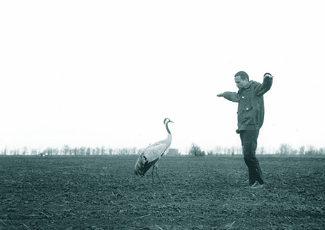 Doru si cocorul ranit