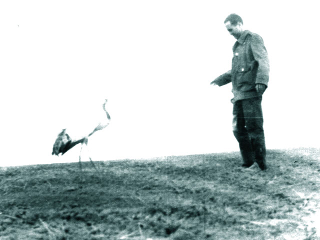 Doru si cocorul ranit