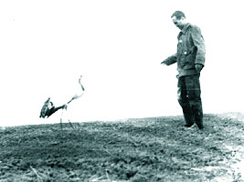 Doru si cocorul ranit